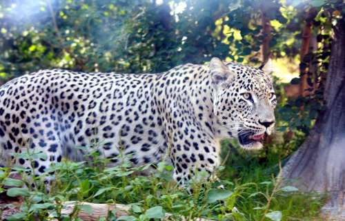 Big Cat Cat Leopard Persian Tiger Wildlife