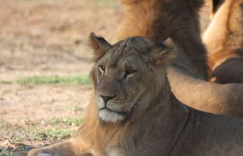 Big Cat Face Lion Portrait Posing Wild Life Young