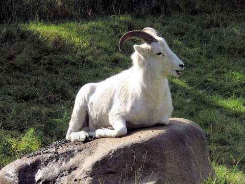 Big Horn Sheep Goat Horn Alberta Canada Wildlife