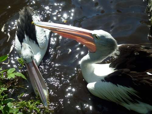 Bill Pelicans Water Bird Birds