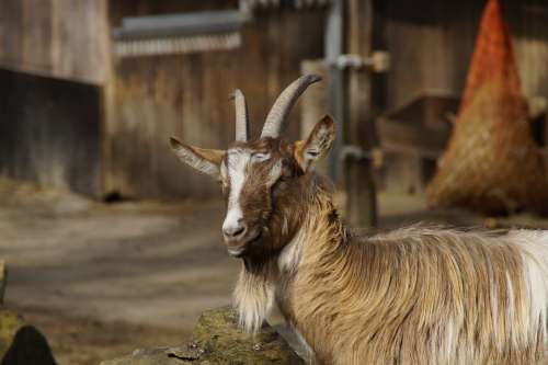 Billy Goat Goat Male Animal Bock Farm Petting Zoo