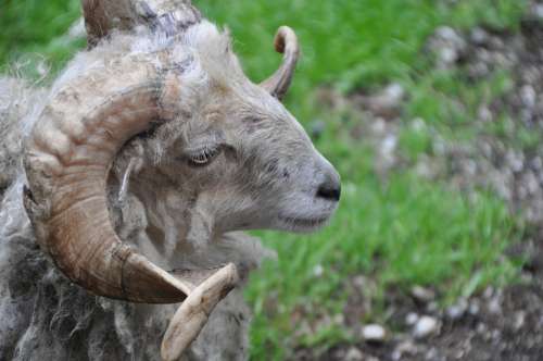 Billy Goat Animal Horns Horned Animal World Horn