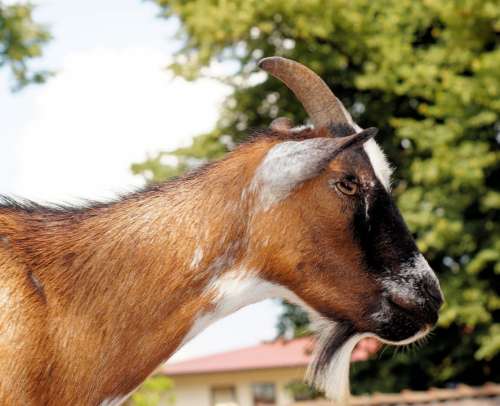 Billy Goat Goatee Goat Pet Horns Mammal