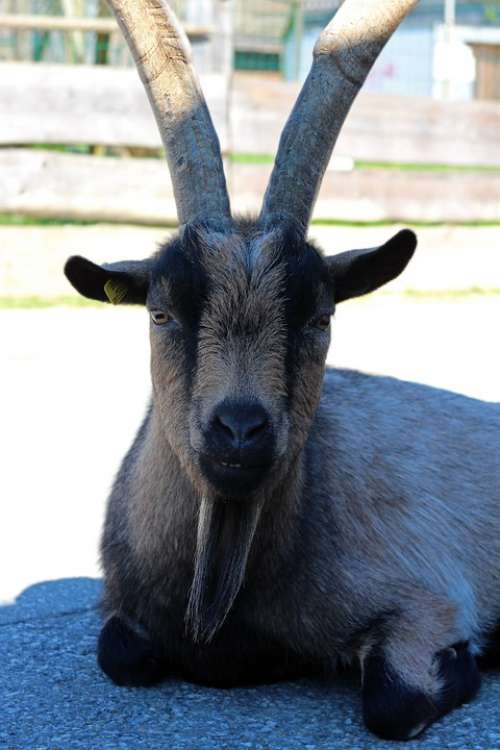 Billy Goat Goat Animal Horned Livestock Goatee