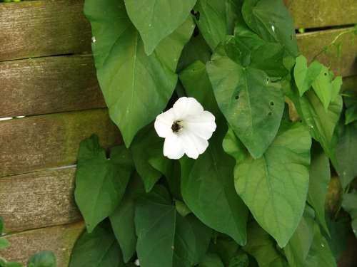 Bindweed Toxic Weed Garden Creeper Blossom Bloom