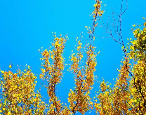 Birch Yellow Blue Himmel Autumn
