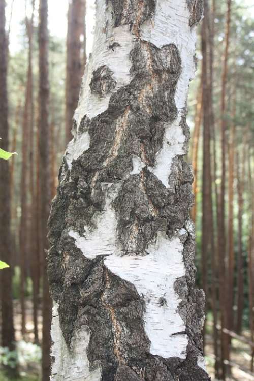 Birch Bark Log