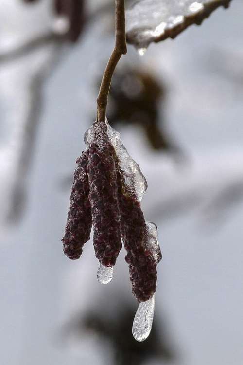 Birch Blossom Frozen Winter Nature Ice Frosted