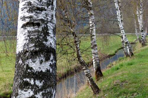 Birch Waters Trees