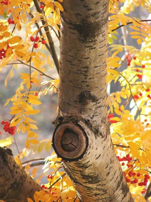Birch Autumn Tree Season Fall Colors Fall Leaves