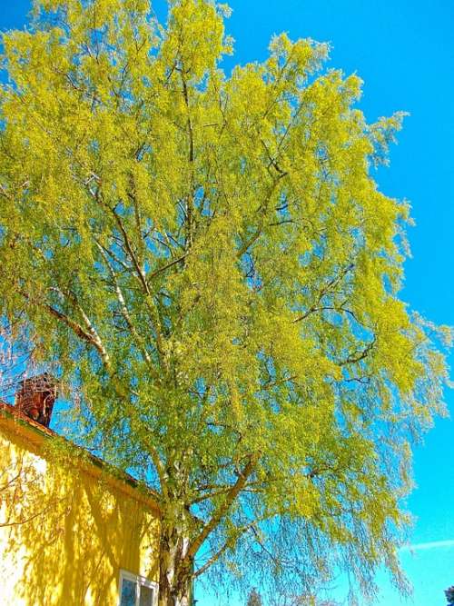 Birch Tree Blue Sky Hardwood