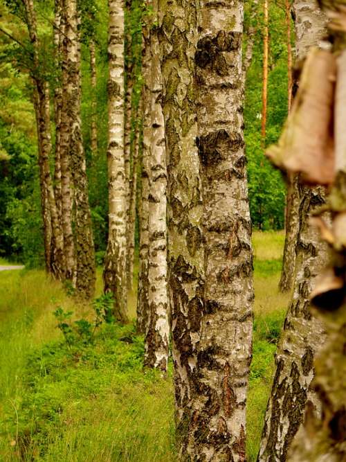 Birch Series Trees Forest