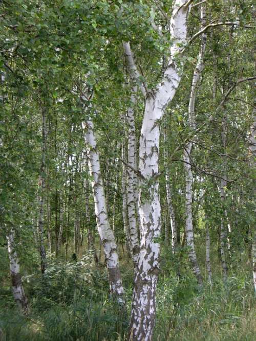Birch Tribe Forest Tree Log
