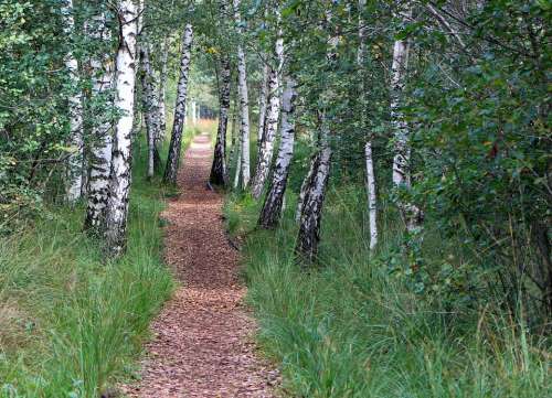 Birch Away Trail Forest Path Promenade Nature