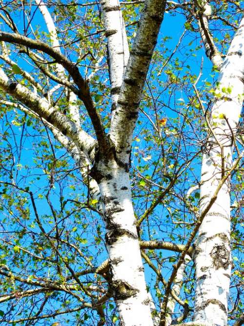 Birch Tree White Bark Sky Blue Nature