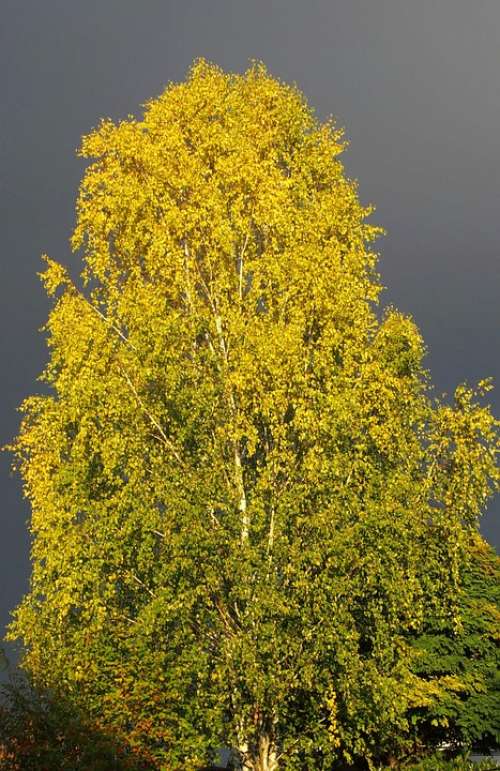 Birch Tree Thunderstorm Nature Mood Mystical