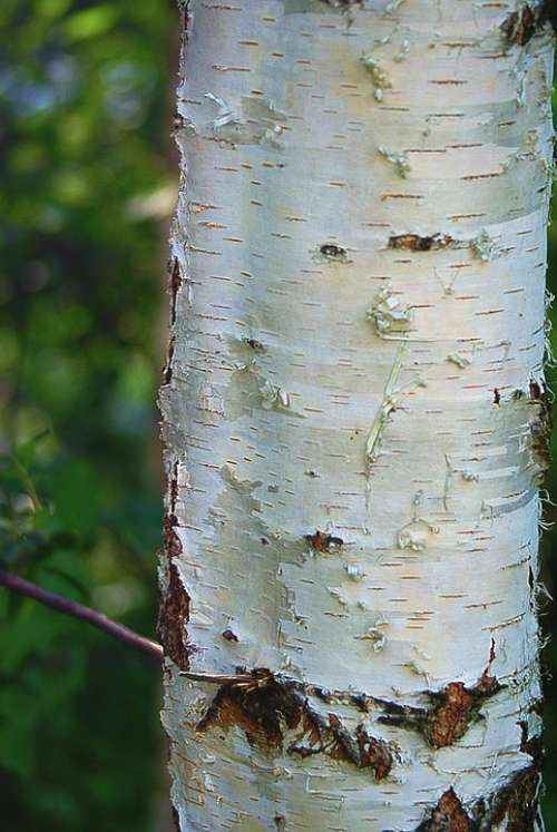 Birch Trunk Birch Trunk The Bark White Plant