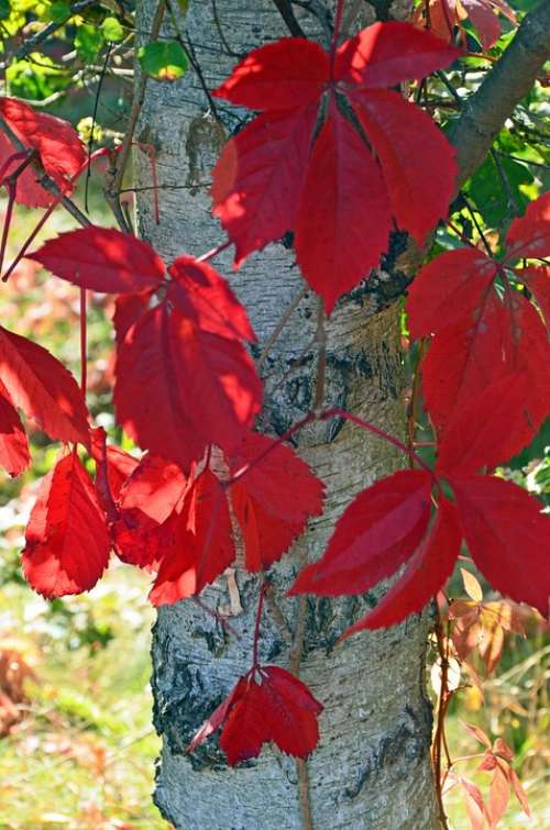 Birch Leaves Late Summer Red Plant Bark