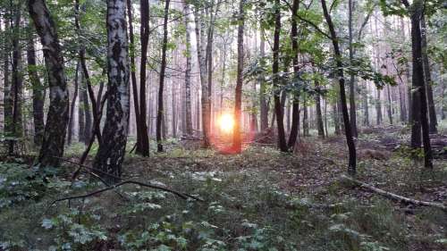 Birch Forest Forest Birch Sunrise Morning