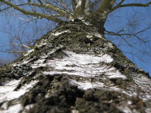 Birch Tree Tree Bark Trunk Nature Detail Big