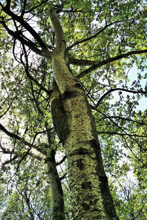 Birch Tree Trees Birch Tall Leaves Yellowing