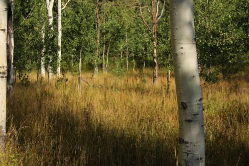Birch Trees Nature Forest Grass Quaken Asp Glade