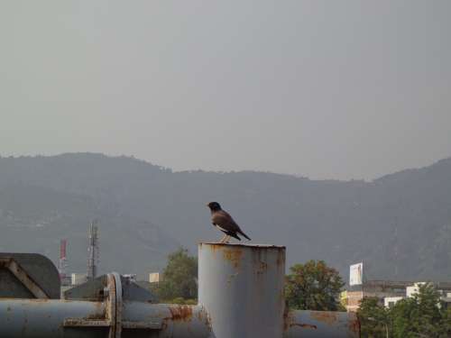 Bird Black Bird Crow