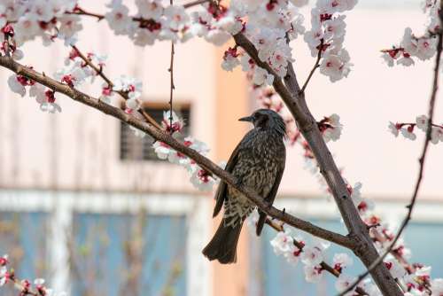 Bird Cherry Blossoms Cherry Tree Cherry Blossom