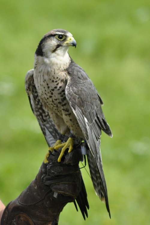 Bird Falk Gyr Falcon Animals