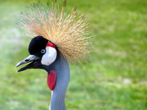 Bird Hair Weird Spiky Crane Zoo