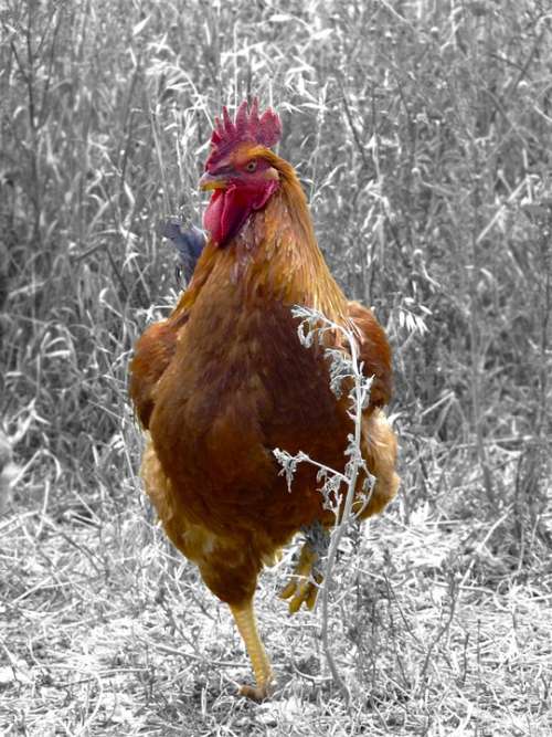 Bird Rooster Chicken Poultry Farm Thursday Field