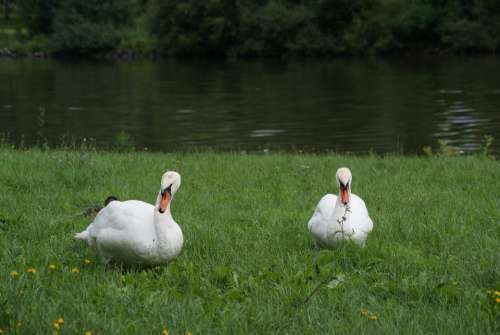 Bird White Swans