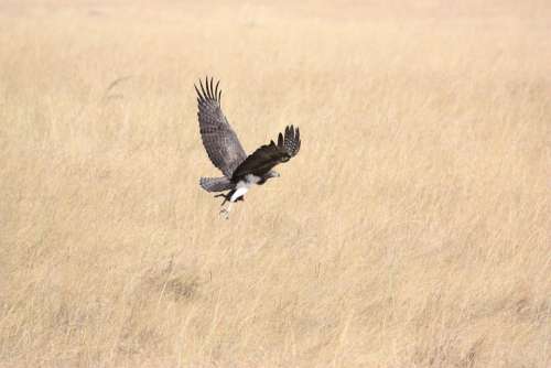 Bird Predator Fly Flying Take Off Africa