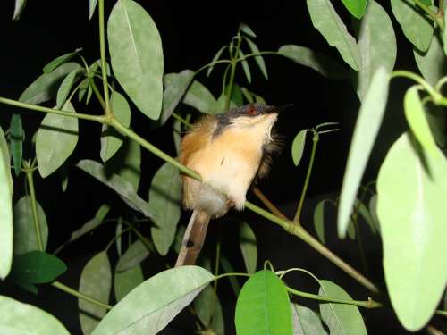 Bird Night Shot Macro Close-Up Ashy Wren Warbler