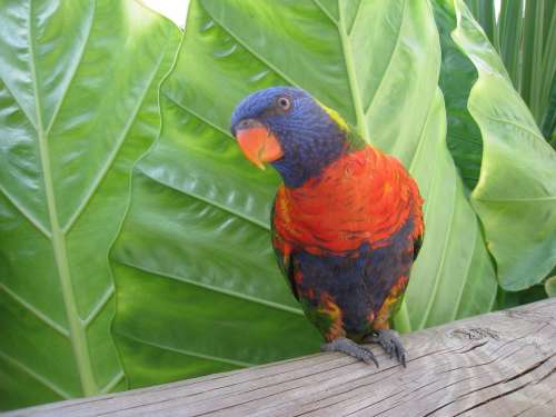 Bird Animal Africa Zoo South Africa Animal World