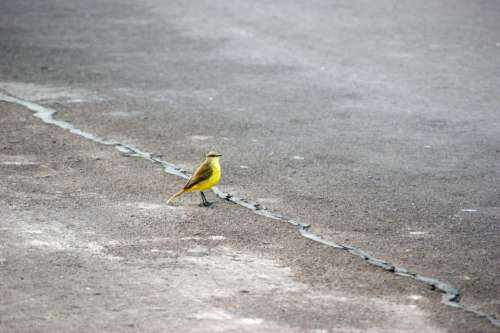 Bird Road Asphalt Paraguay South America