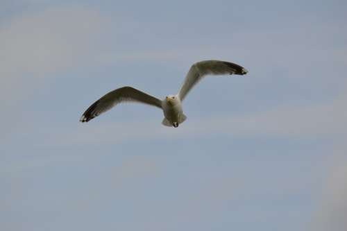 Bird Seabird Seagull Animal Nature Fly Holland