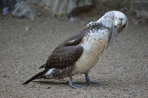 Bird Zoo Artis Holland Amsterdam Nature Animal