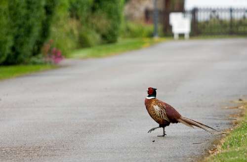 Bird Pheasant Beautiful Nature Funny Road