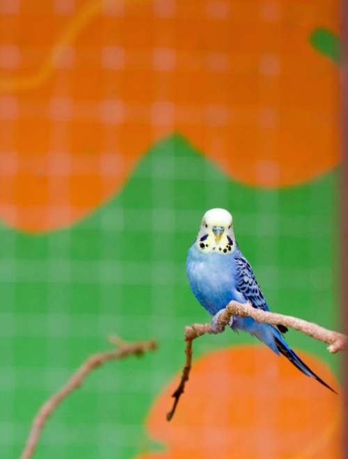 Bird Budgie Budgerigar Blue Cute Animal Pet Cage