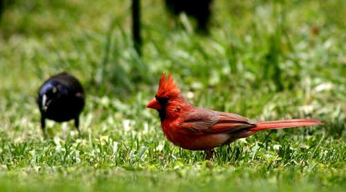 Bird Cardinal Red Feathered Wild Life Nature