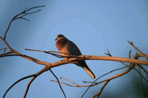 Bird Dove Laughing Grey-Mauve Perching Neck Puffed
