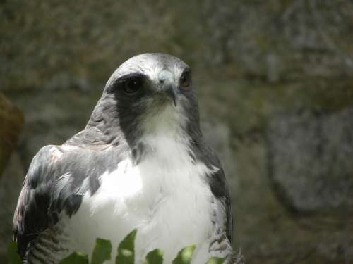 Bird Of Prey Ecology Forest Animal Eyes Nature