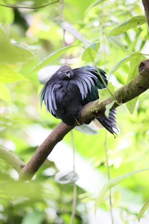 Bird Animal Nature Plumage Aufplustern Feather