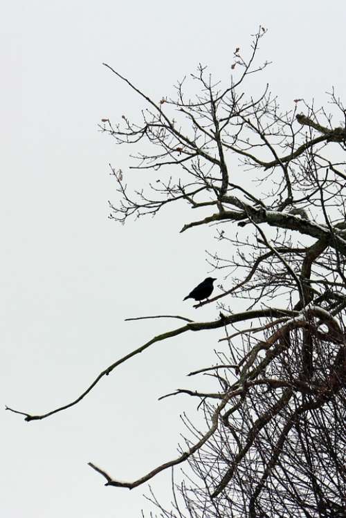 Bird Raven Sitting Branch Aesthetic Shadow