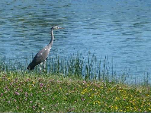 Bird Migration Animals Water Pond Nature