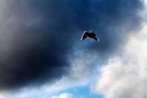 Bird Sky Cloud Flight Ala