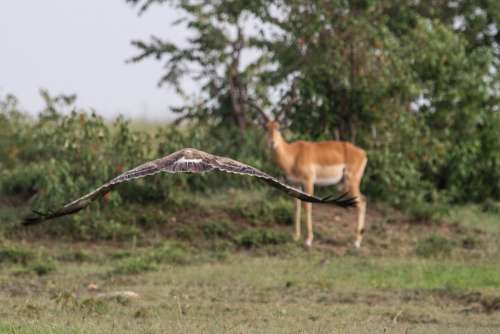 Bird Bird Of Prey Adler Buzzard Antelope Flying