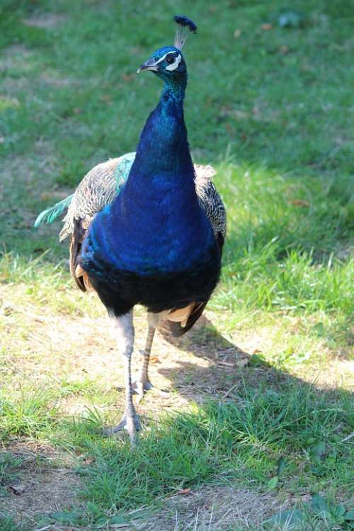 Bird Peacock Animal Nature Blue