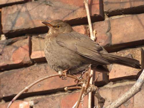 Bird Pen Beak Eye Animals Fly Branches